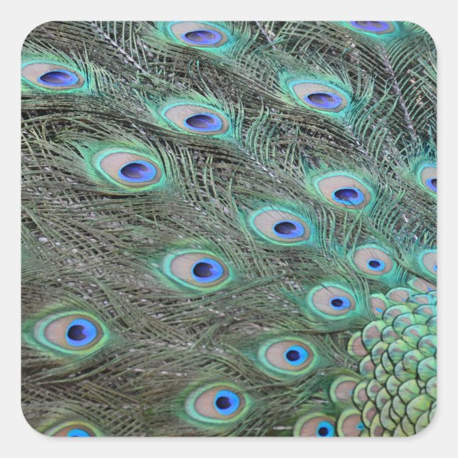 Peacock tail feathers square sticker (Front)