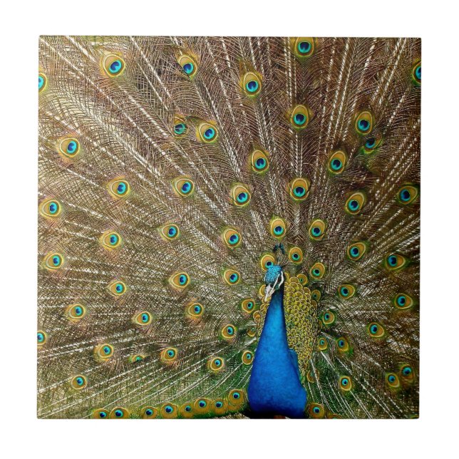 Peacock Tail Feathers Tile (Front)