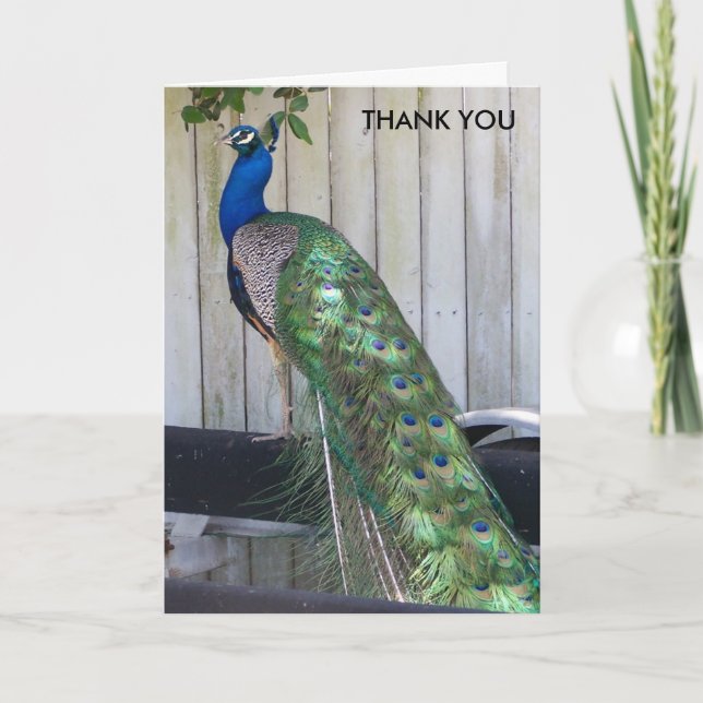 Peacock Thank You Card (Front)