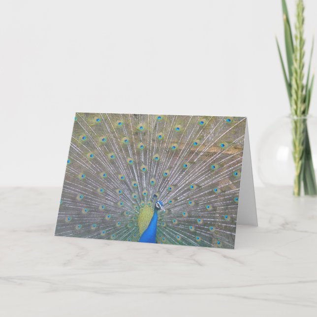 Peacock Thank You Card (Front)