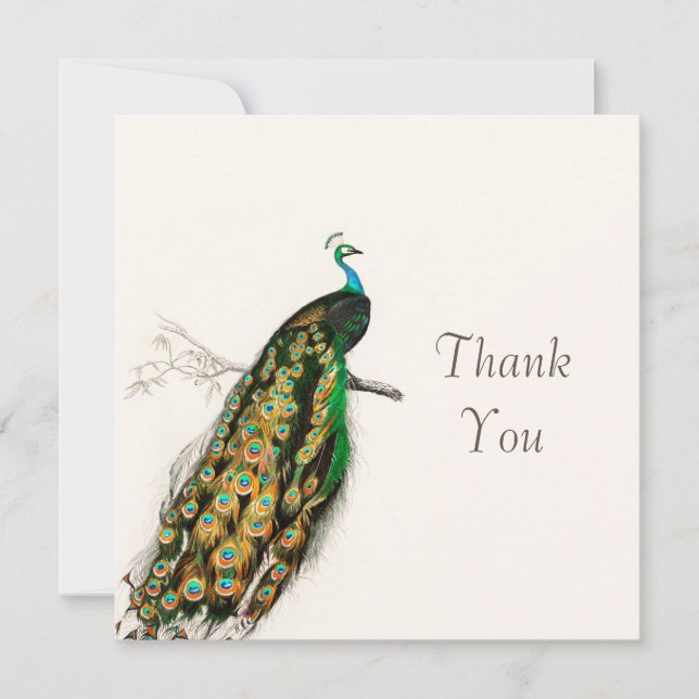 Peacock Thank You Vintage Art Illustration Card (Front)
