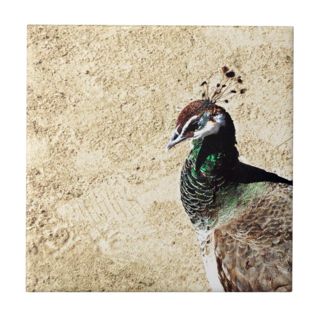 Peacock Tile (Front)