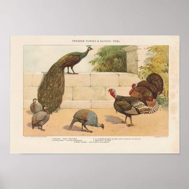 Peacock,Turkey, ang Guinea-Fowl Poster (Front)