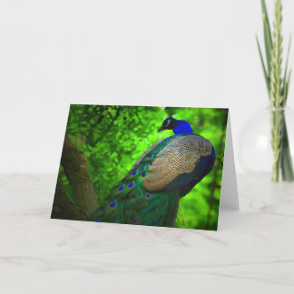 peacock up a tree card