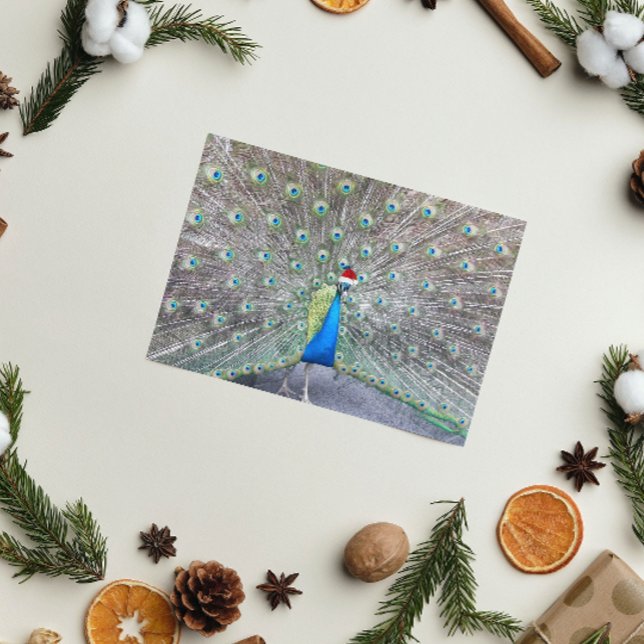 Peacock Wearing Red Santa Cap Funny Holiday Card (In Situ)