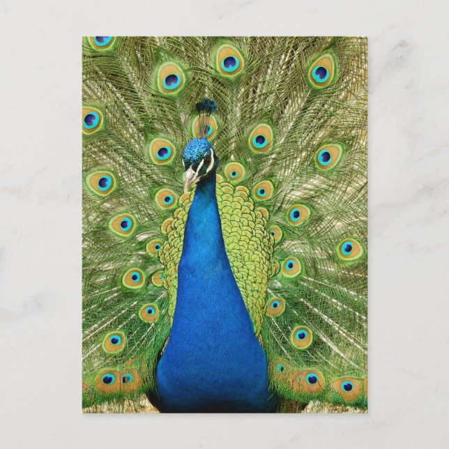 Peacock with Beautiful Feathers Photo Postcard (Front)