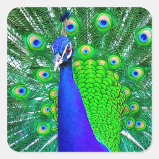 Peacock with fanned tail square sticker