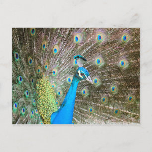 Peacock with Feathers Fanned - Bird Wildlife Photo Postcard