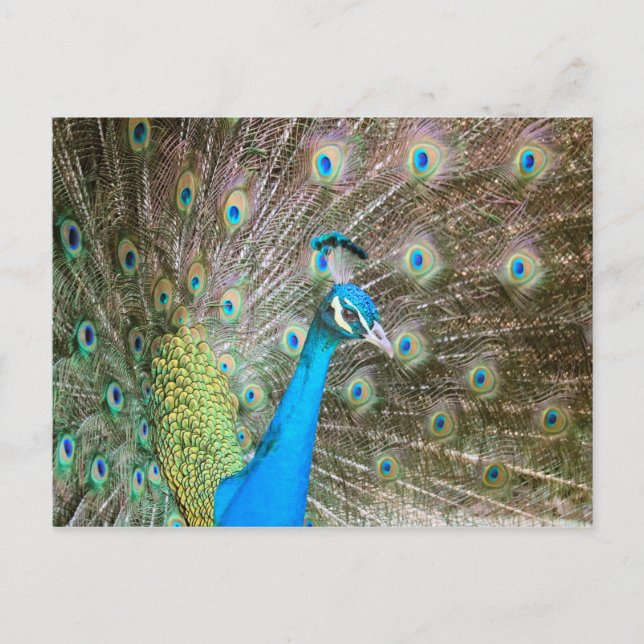 Peacock with Feathers Fanned - Bird Wildlife Photo Postcard (Front)