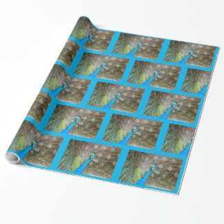 Peacock with Feathers Fanned - Wildlife Bird Photo Wrapping Paper