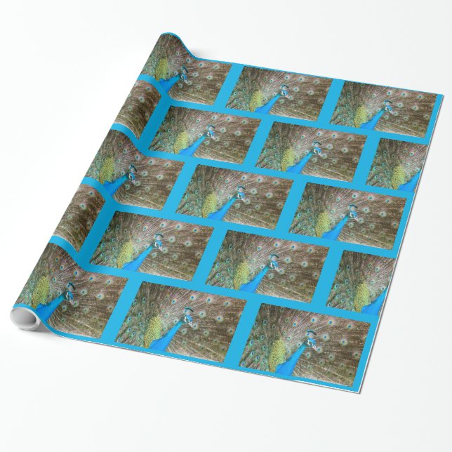 Peacock with Feathers Fanned - Wildlife Bird Photo Wrapping Paper (Unrolled)
