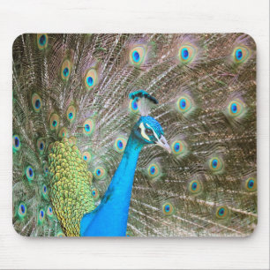 Peacock with Feathers Out - Male Bird - Photograph Mouse Mat
