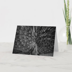 Peacock with tail spread card