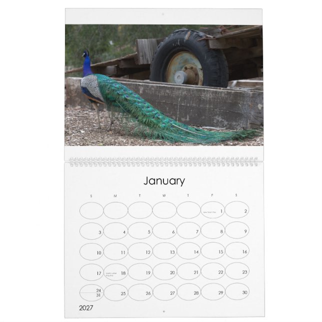 Peacocks Calendar (Jan 2027)