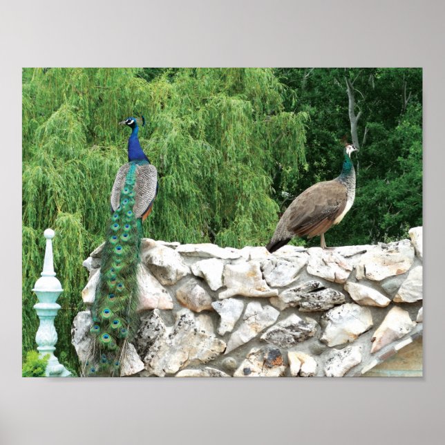 Peacocks in a garden Photo Poster Paper (Front)