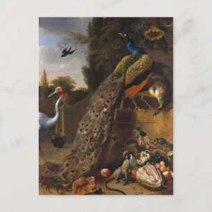 Peacocks - Melchior d' Hondecoeter Postcard