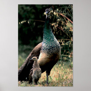 Peacocks Poster