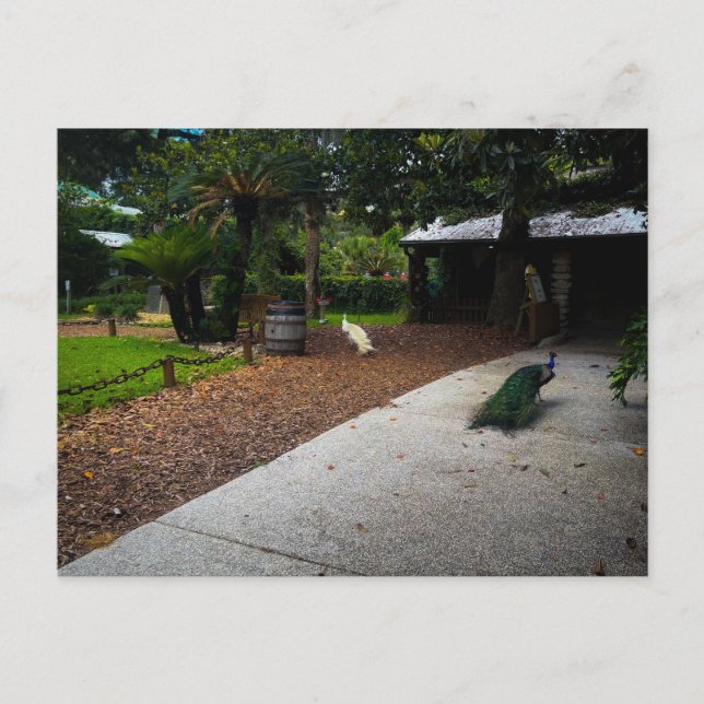 Peacocks Roaming at Fountain of Youth  Postcard (Front)