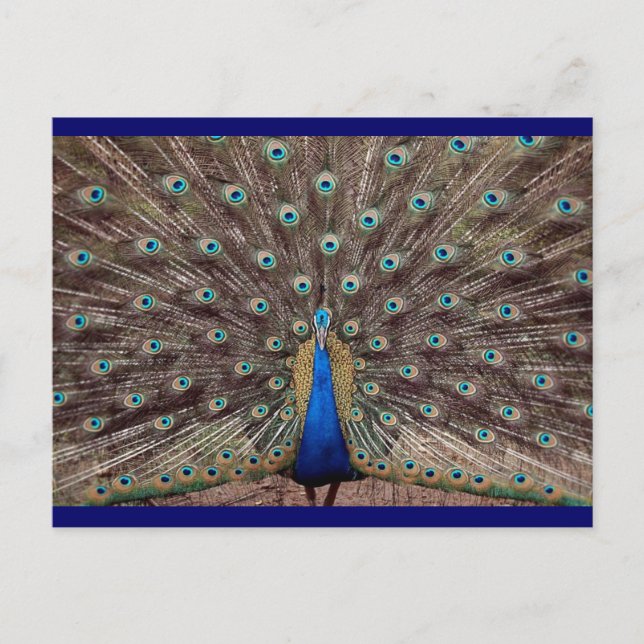 Peacok Postcard (Front)