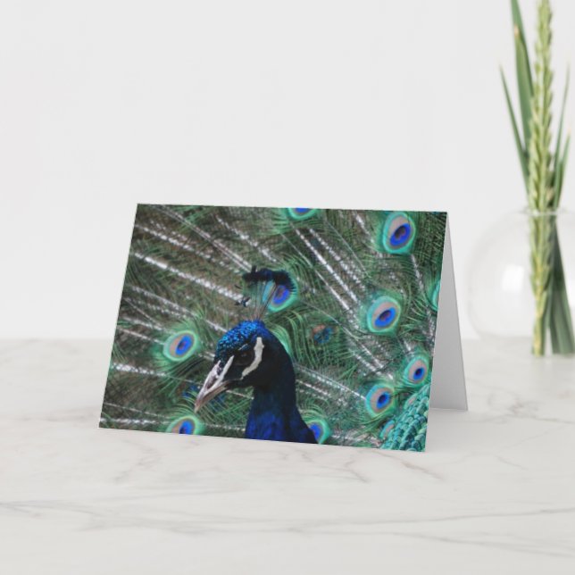 Peafowl Bird Greeting Card (Front)