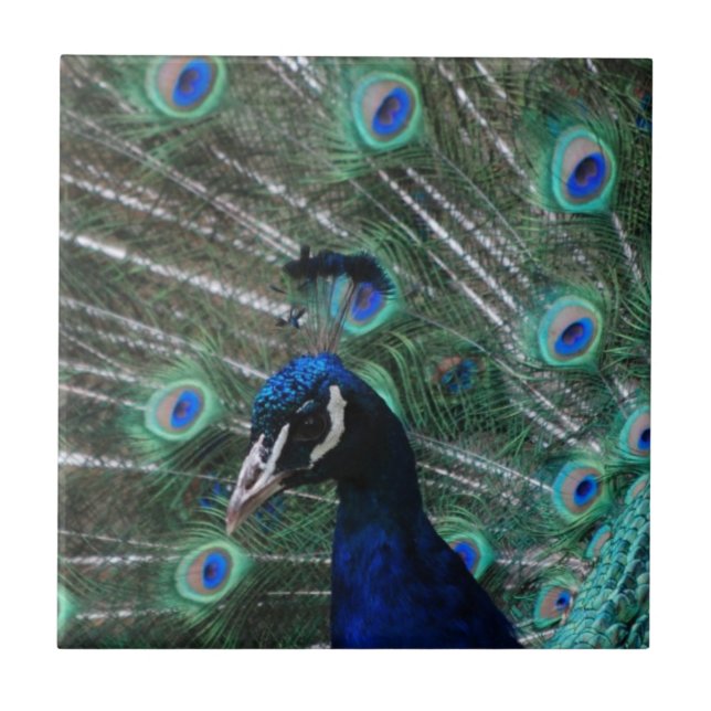Peafowl Bird Tile (Front)