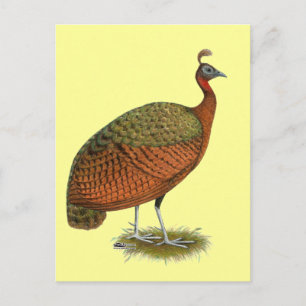 Peafowl: Congo Peahen Postcard