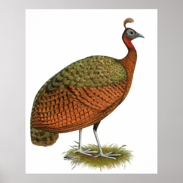 Peafowl:  Congo Peahen Poster (Front)