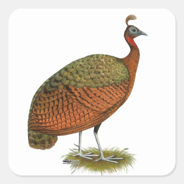 Peafowl:  Congo Peahen Square Sticker (Front)