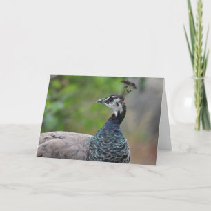 Peafowl Greeting Card
