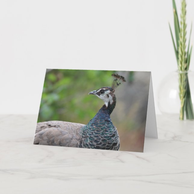 Peafowl Greeting Card (Front)