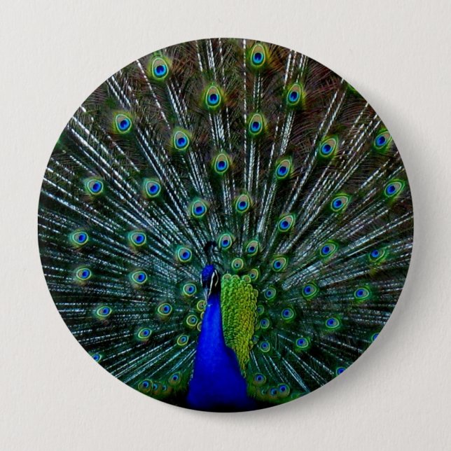 "Peafowl Plumage" Pin (Front)