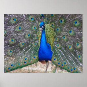 peafowl up close poster