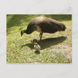 Peahen With Chicks Postcard