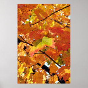 Peak Foliage Colours in Autumn Poster