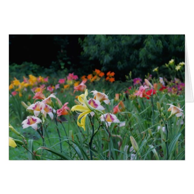 Peak Glow - Daylilies (Front Horizontal)