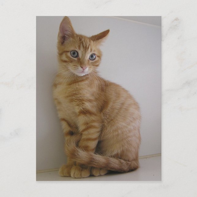 Peanut Postcard (Front)