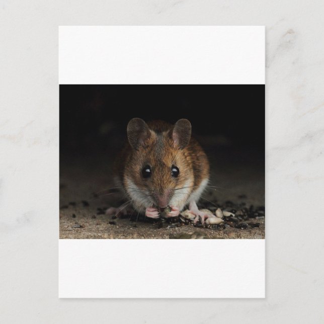 Peanut the Wood Mouse Postcard (Front)