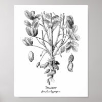 Peanut Vintage Illustration