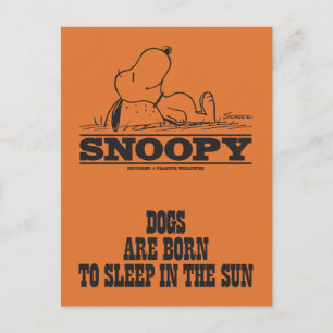 Peanuts   Snoopy Sleeping in the Sun Postcard