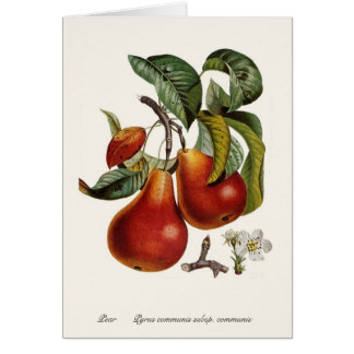 Pear