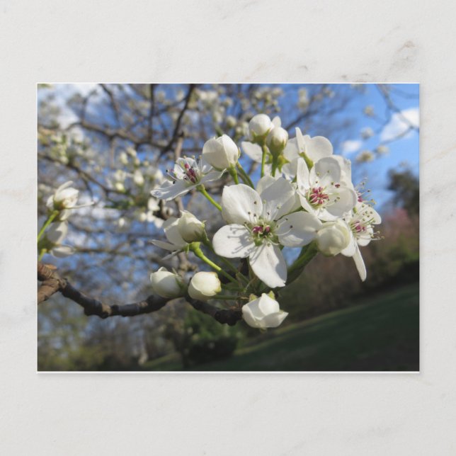 Pear Blossom Postcard (Front)