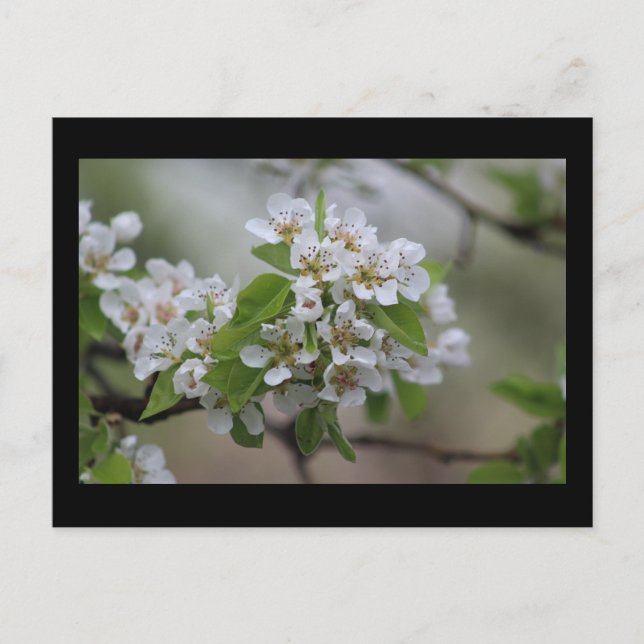Pear Blossom Postcard (Front)