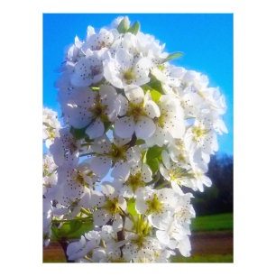 Pear Blossoms Photo Print