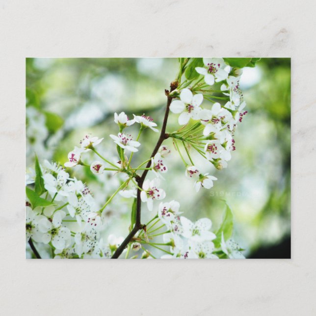 Pear Blossoms Postcard (Front)