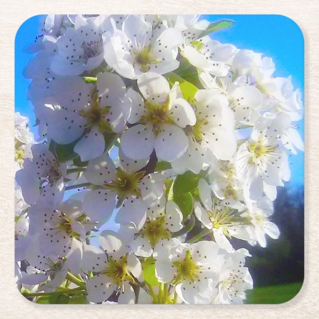  Pear Blossoms  Square Paper Coaster (Front)