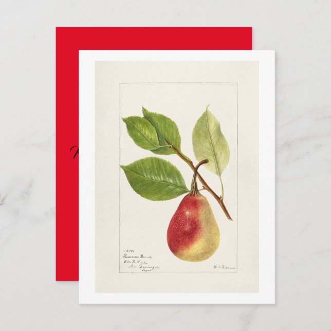 Pear Branch (Pyrus Communis)(1893) Small Card (Front/Back)