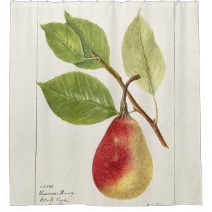 Pear Branch (Pyrus Communis)(1893) Small Shower Curtain