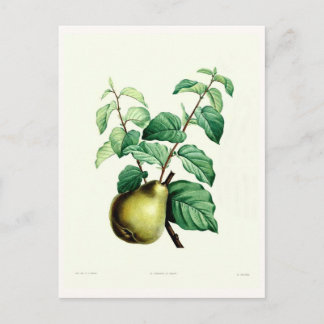 Pear Postcard