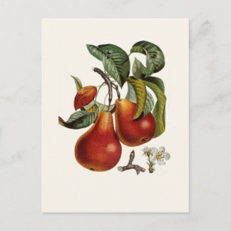 Pear Postcard