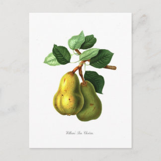 Pear Postcard